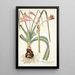 Amaryllis longifolia - Nikolaus Joseph Freiherr von Jacquin — inramlat konstverk på väggen