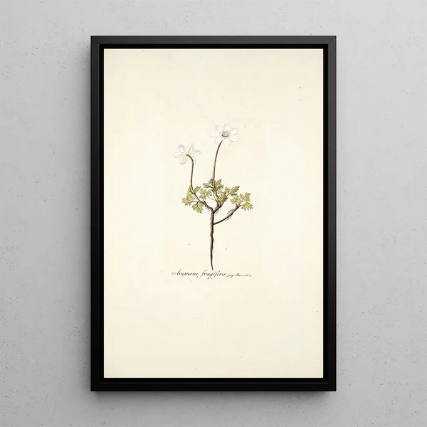 Nikolaus Joseph Freiherr von Jacquin - Anemone fragifera.webp