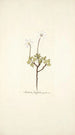Anemone fragifera - Nikolaus Joseph Freiherr von Jacquin — vy av konstverket