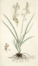 Anthericum bipedunculatum - Nikolaus Joseph Freiherr von Jacquin — vy av konstverket