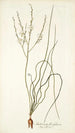 Anthericum flexifolium - Nikolaus Joseph Freiherr von Jacquin — vy av konstverket