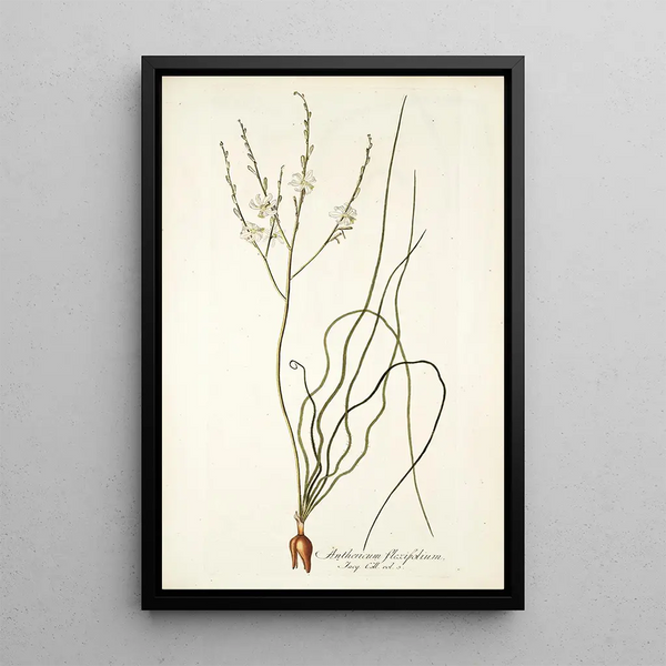 Nikolaus Joseph Freiherr von Jacquin - Anthericum flexifolium.webp