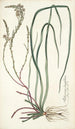 Anthericum longifolium - Nikolaus Joseph Freiherr von Jacquin — vy av konstverket