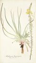 Anthericum longiscapum - Nikolaus Joseph Freiherr von Jacquin — vy av konstverket