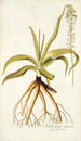 Anthericum nutans - Nikolaus Joseph Freiherr von Jacquin — vy av konstverket
