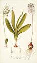 Anthericum physodes - Nikolaus Joseph Freiherr von Jacquin — vy av konstverket