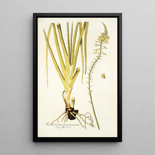 Nikolaus Joseph Freiherr von Jacquin - Anthericum praemorsum.webp