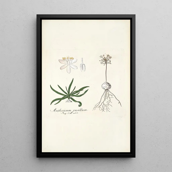 Nikolaus Joseph Freiherr von Jacquin - Anthericum pusillum.webp
