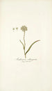 Anthericum subtrigynum - Nikolaus Joseph Freiherr von Jacquin — vy av konstverket