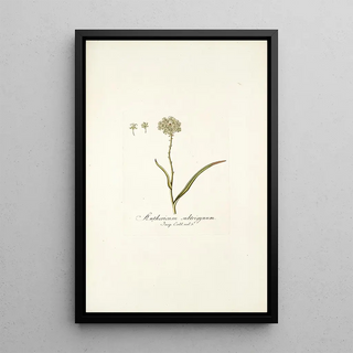 Nikolaus Joseph Freiherr von Jacquin - Anthericum subtrigynum.webp