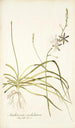 Anthericum undulatum - Nikolaus Joseph Freiherr von Jacquin — vy av konstverket
