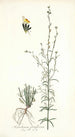 Antirrhinum parviflorum - Nikolaus Joseph Freiherr von Jacquin — vy av konstverket