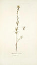 Antirrhinum versicolor - Nikolaus Joseph Freiherr von Jacquin — vy av konstverket