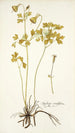 Aquilegia viridiflora - Nikolaus Joseph Freiherr von Jacquin — vy av konstverket