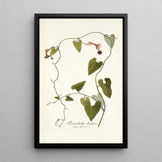 Nikolaus Joseph Freiherr von Jacquin - Aristolochia barbata.webp