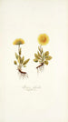 Arnica glacialis - Nikolaus Joseph Freiherr von Jacquin — vy av konstverket