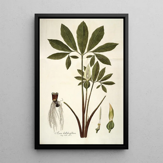 Nikolaus Joseph Freiherr von Jacquin - Arum helleborifolium.webp