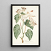 Begonia minor - Nikolaus Joseph Freiherr von Jacquin — inramlat konstverk på väggen