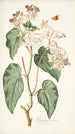 Begonia minor - Nikolaus Joseph Freiherr von Jacquin — vy av konstverket