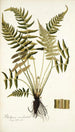 Blechnum occidentale - Nikolaus Joseph Freiherr von Jacquin — vy av konstverket