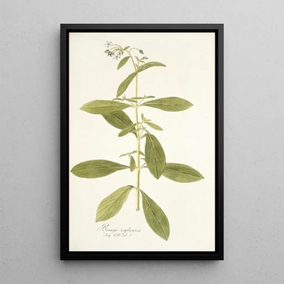 Nikolaus Joseph Freiherr von Jacquin - Borago zeylanica.webp