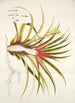 Bromelia humilis - Nikolaus Joseph Freiherr von Jacquin — vy av konstverket