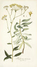 Bupleurum arborescens - Nikolaus Joseph Freiherr von Jacquin — vy av konstverket