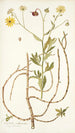 Calendula arborescens - Nikolaus Joseph Freiherr von Jacquin — vy av konstverket