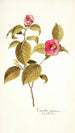 Camellia japonica - Nikolaus Joseph Freiherr von Jacquin — vy av konstverket