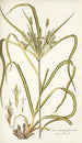 Carex hermaphrodita - Nikolaus Joseph Freiherr von Jacquin — vy av konstverket