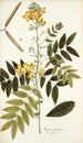 Cassia chinensis - Nikolaus Joseph Freiherr von Jacquin — vy av konstverket