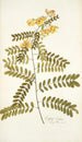 Cassia crista - Nikolaus Joseph Freiherr von Jacquin — vy av konstverket