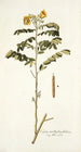 Cassia multiglandulosa - Nikolaus Joseph Freiherr von Jacquin — vy av konstverket