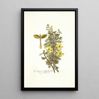 Nikolaus Joseph Freiherr von Jacquin - Cassia polyphylla.webp