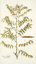 Cassia ruscifolia - Nikolaus Joseph Freiherr von Jacquin — vy av konstverket