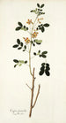 Cassia sennoides - Nikolaus Joseph Freiherr von Jacquin — vy av konstverket