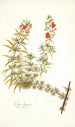 Celsia linearis - Nikolaus Joseph Freiherr von Jacquin — vy av konstverket