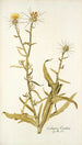 Centaurea verutum - Nikolaus Joseph Freiherr von Jacquin — vy av konstverket