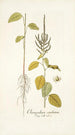 Chenopodium caudatum - Nikolaus Joseph Freiherr von Jacquin — vy av konstverket