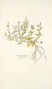 Cistus canariensis - Nikolaus Joseph Freiherr von Jacquin — vy av konstverket