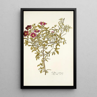 Nikolaus Joseph Freiherr von Jacquin - Cistus cretensis.webp