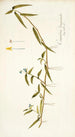 Commelina longicaulis - Nikolaus Joseph Freiherr von Jacquin — vy av konstverket