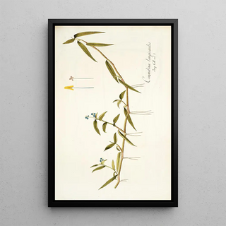 Nikolaus Joseph Freiherr von Jacquin - Commelina longicaulis.webp