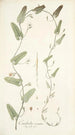 Convolvulus crenatus - Nikolaus Joseph Freiherr von Jacquin — vy av konstverket