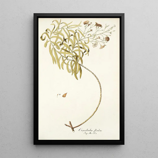 Nikolaus Joseph Freiherr von Jacquin - Convolvulus floridus.webp