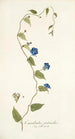 Convolvulus pentanthus - Nikolaus Joseph Freiherr von Jacquin — vy av konstverket