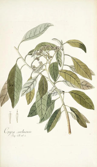 Nikolaus Joseph Freiherr von Jacquin - Conyza carolinensis.webp