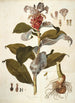 Costus arabicus - Nikolaus Joseph Freiherr von Jacquin — vy av konstverket