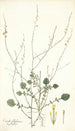 Crambe filiformis - Nikolaus Joseph Freiherr von Jacquin — vy av konstverket