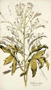 Crambe orientalis - Nikolaus Joseph Freiherr von Jacquin — vy av konstverket